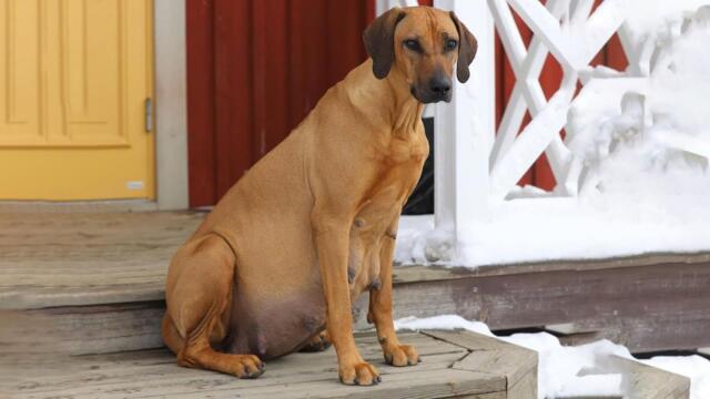 Секреты ветеринаров: правда о сроке беременности у собак, которую скрывают заводчики