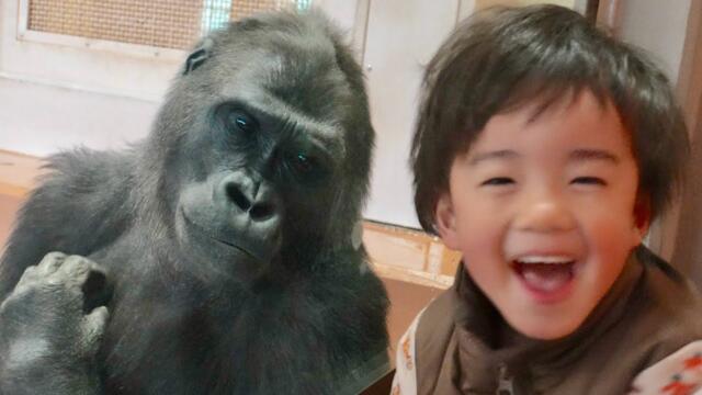 Best friend overjoyed by gorilla girl's unexpected behavior｜Shabani Group