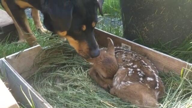 GOOD BOY checks on a Recovering Baby Deer