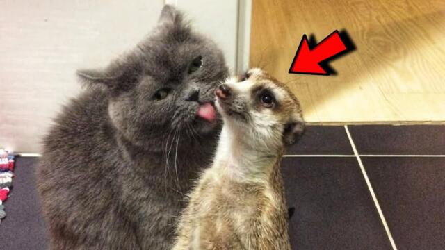 Rescued meerkat from zoo fell in love with a cat and now they are inseparable