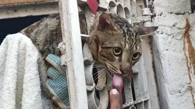 Cat Rescued from the Iron Entrance | Cat Stuck in Iron Entrance