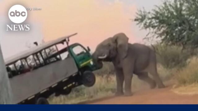 Moment an elephant attacks a safari truck filled with tourists in South Africa