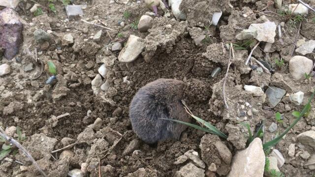 A mole digging a hole cauught on camera