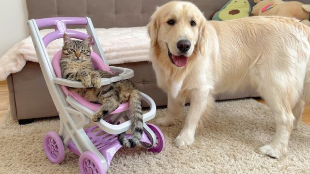 Boss Cat Teaches Golden Retriever Who's Really In Charge! (Poor Buddy!!)