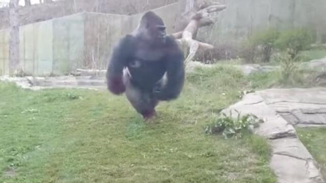 Gorilla charging at Zoo Barrier, Breaking glass 2016
