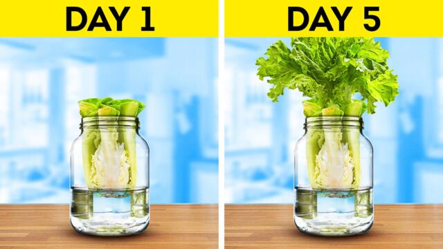 Gardening For Beginners  Turn Leftovers Into New Plants And Grow Your Own Veggies At Home