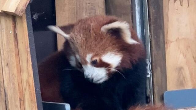 Reportage : Panda roux