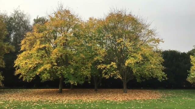 Laraaji - Meditation #2 (2 hour loop & reverb blend)
