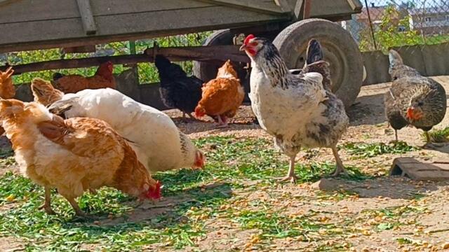 Backyard Chickens Continuous Footage. Chickens Clucking! Hens Clucking!