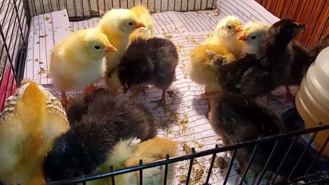 Cute & Beautiful Baby Chickens - Funny Baby chicks @animalchannel1.0