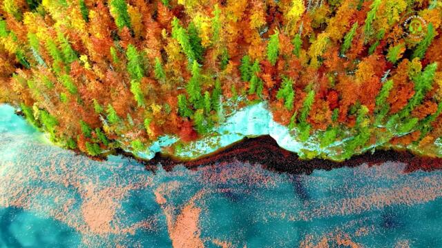 Beautiful Piano Music - Relaxing With Bird Sounds, Instant Relief from Stress and Anxiety