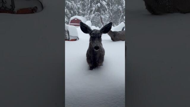 Елени в дълбок сняг близо до къща - Deer in backyard with 4 feet of new snow #short