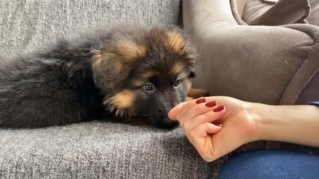 German Shepherd Puppy Thinks His Human Stole His Nose (So Cute!!)