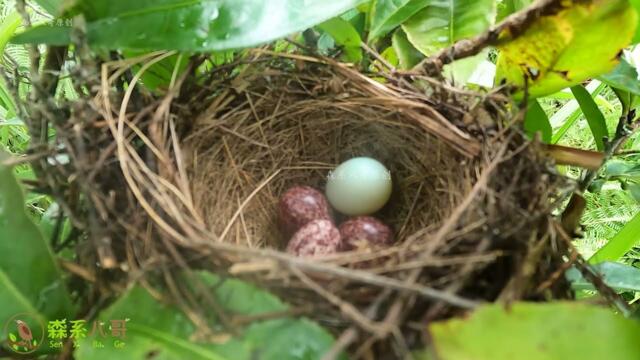 The cuckoo bird failed. The mother bird pecked the cuckoo egg and threw it out 杜鹃鸟被识破了，鸟妈妈啄破杜鹃蛋，扔出鸟窝