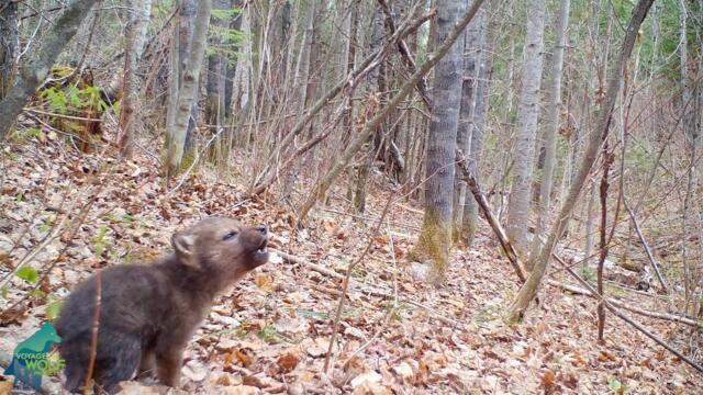 The first howls of a wolf pup in the Northwoods of Minnesota