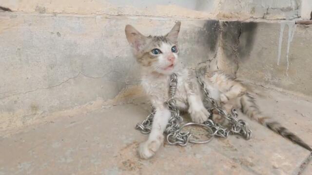 The kitten was chained to an abandoned house and begged passersby for help. I adopted the kitten