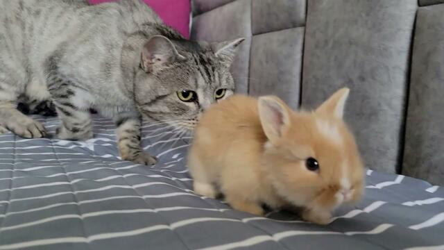 Маленький Крольчонок думает что Кот его Мама.