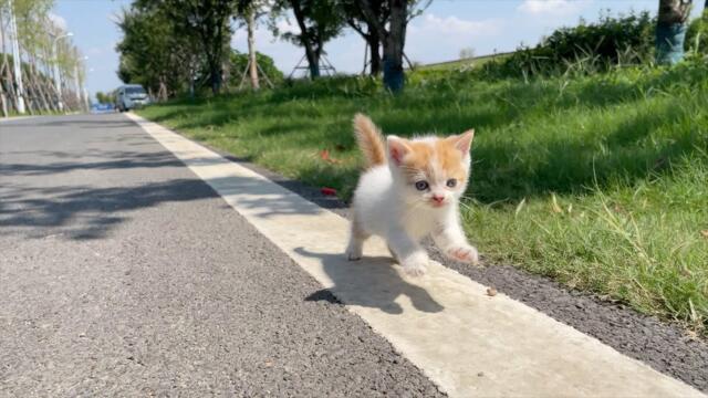 The kitten jumped off grandma's head and started chasing me. Am I its father?