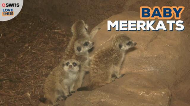 Birth of baby meerkats 😍 | LOVE THIS!