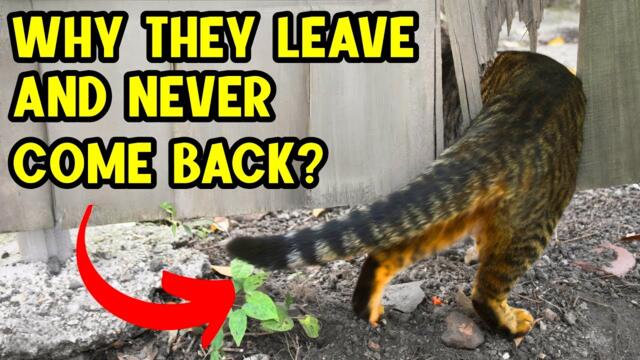 Why do cats LEAVE FROM HOME AND DON'T COME BACK? How to prevent them from escaping!