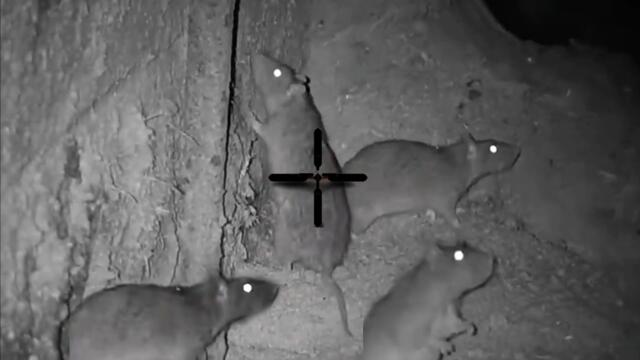 Big Rat shooting 2023 || Night hunting rats with thermal scope || shooting rats in farm at night
