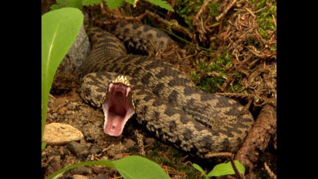 Snake Attacks in slowmotion. Striking Viper, Spitting Cobra, Python