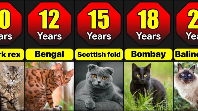 Lifespan Of Different Cat Breeds | How Many Years Do Different Cat Breeds Live?