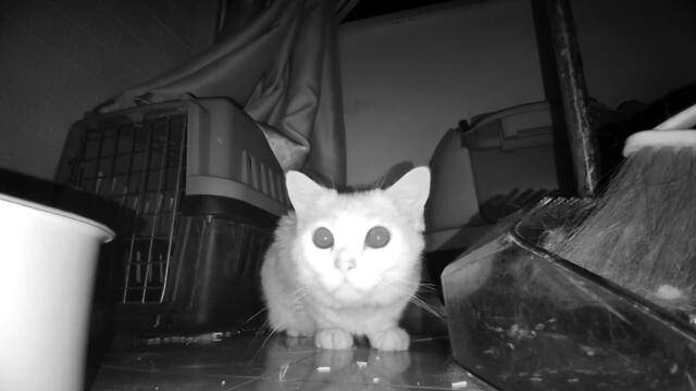 What do cats do late at night? Surveillance has captured everything, let's see what they're up to