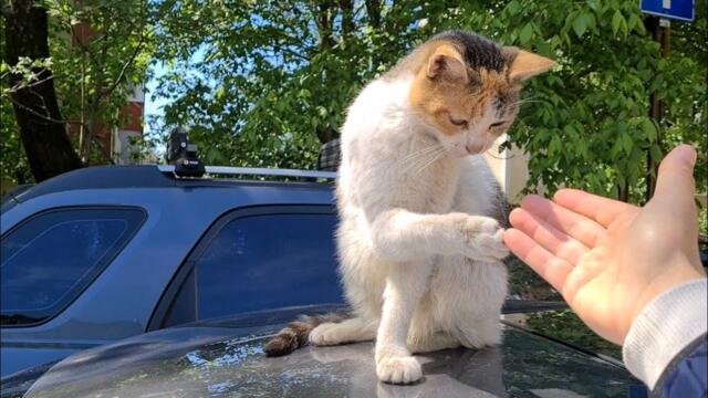 Cute Street Cat greets me by extending its Paw.