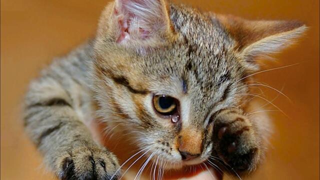 Бременна котка беше докарана за евтаназия. Тя се разплака в ръцете на ветеринарите!
