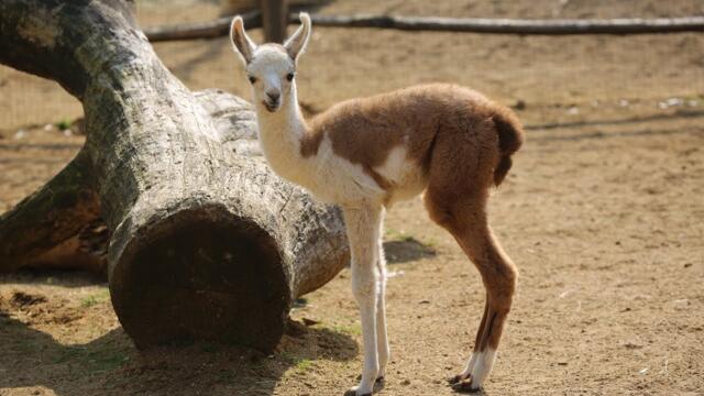 Adorable llama babies take first wobbly steps