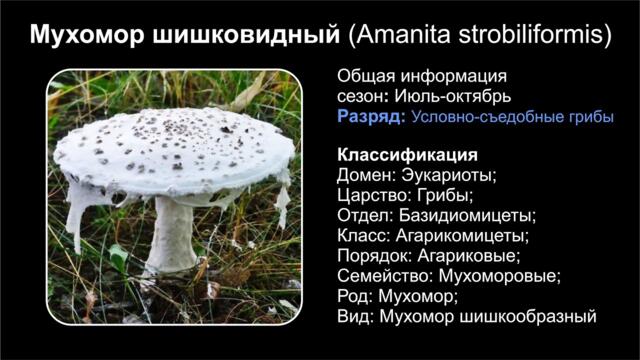 Мухомор шишковидный (Amanita strobiliformis)