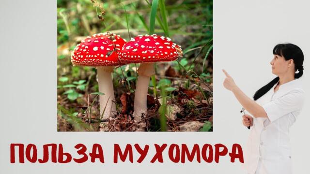 Мухомор: лечебные свойства Доктор Лисенкова