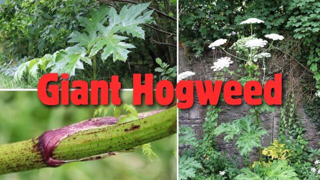 Giant Hogweed- Don’t Touch This Toxic Plant ❌☠️