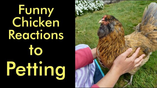 Funny Chicken Reactions to Petting