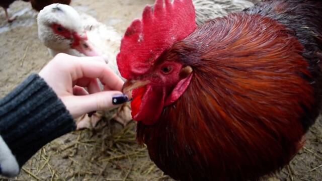 Petting a Rooster's Beak 🐓