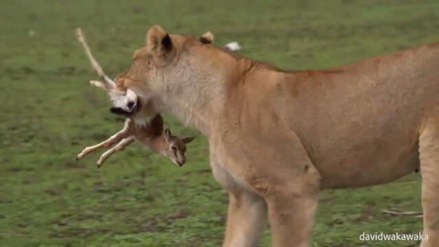 The Lioness eats a baby gazelle alive while the lioness sisters and the wildebeest watch.