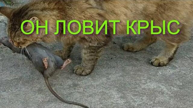 КОТЯТА КРЫСОЛОВЫ. A CAT TEACHES YOU HOW TO CATCH RATS.