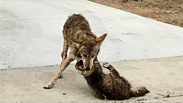 Coyote Attack the WRONG Cat and Pays it’s Price Coyote Vs Cat Fight