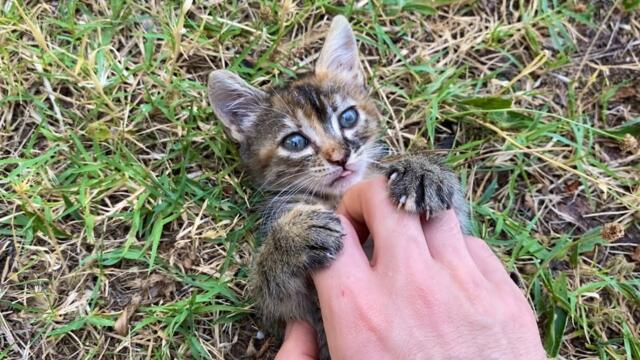 Incredibly beautiful little Kitten who loves to play. This Kitten is so cute. 😍