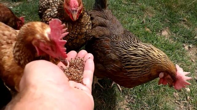 Do Chickens Like Flax Seeds?