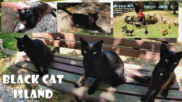 Before feeding the cats on this island with food, you must feed the black cats with love.