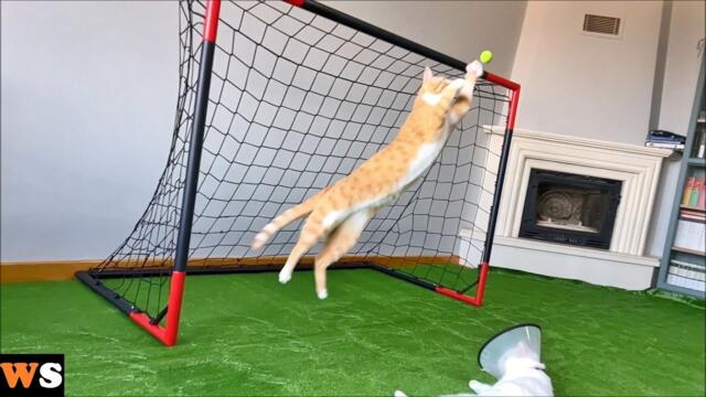 Goalkeeper Cat Got Disqualified from EURO 2024 !!