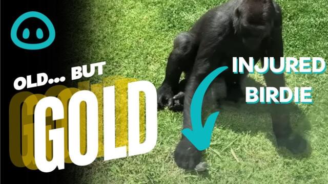 Gorilla Gently Checks on Injured Bird In Zoo Enclosure || ViralHog