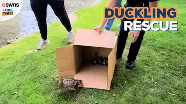 Duckling rescue mission! 🦆💖 | LOVE THIS!