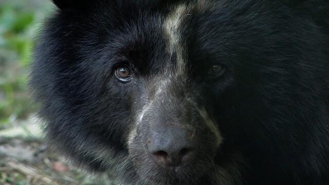Saving Spectacled Bears With Honey | BBC Earth Witness | BBC Studios
