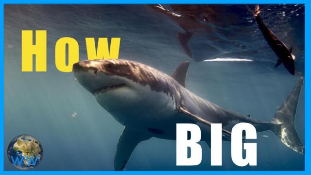 How Big can a Great White ACTUALLY get???