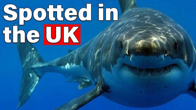 Why Great White Sharks Could Soon Appear in UK