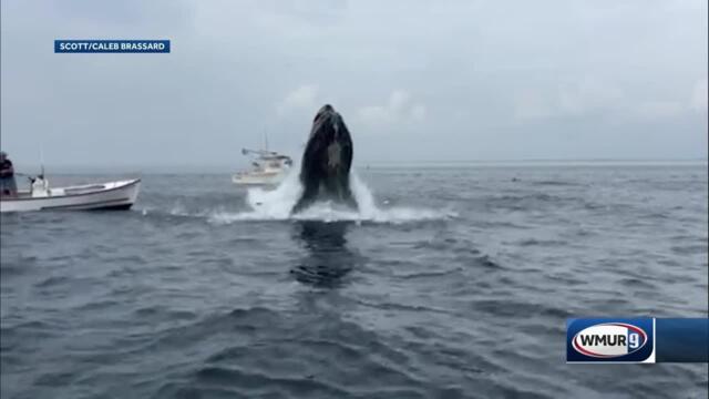 New video shows whale after it hit boat off Portsmouth, New Hampshire