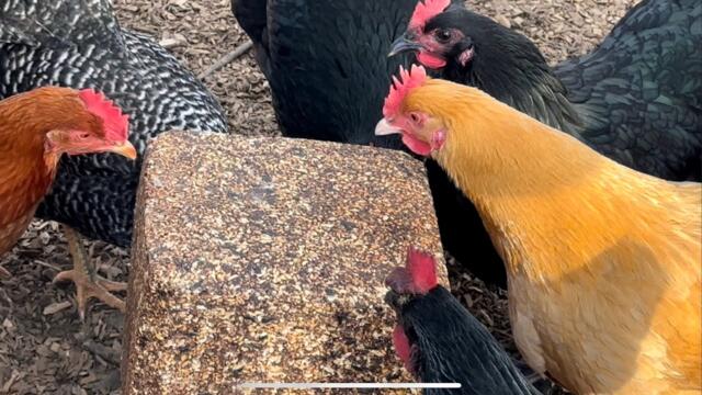 Chickens enjoy a seed block treat for the first time!